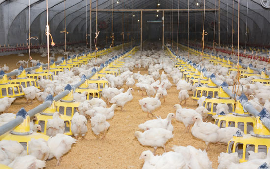 chicken production facility